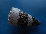 Schelpen: Conus bandanus vidua Gmelin gem 57mm, Verzenden, Schelp(en)