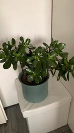 Cactus plant met grote pot €25, Ophalen, Halfschaduw, Minder dan 100 cm