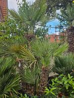 Winterharde palmen: Trachycarpus Fortunei 200cm, Volle zon, Ophalen of Verzenden, 100 tot 250 cm, Zomer