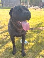 Cane Corso 2 jaar, België, Particulier, HCC (leverziekte), Overige rassen