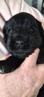 Australian labradoodle pups, 8 tot 15 weken, Parvo, Meerdere dieren, Eén hond