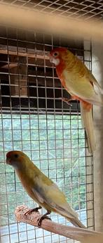 Mutatie koppel pennanten 2025, Dieren en Toebehoren, Meerdere dieren, Parkiet, Geringd