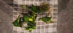 Aquarium planten stek (Anubias Barteri), Ophalen of Verzenden, Nieuw, Plant(en), Steen of Hout