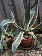 Agave Americana, Volle zon, Vaste plant, Bloeit niet, Ophalen