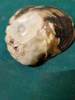 mosselschaaltje van schelp, Ophalen of Verzenden, 'T Olde Gre-j, Info@toldegrej.nl, Endepoelstraat 20f Didam