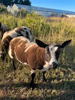 Bont ooi lam, Dieren en Toebehoren, Schapen, Geiten en Varkens, Vrouwelijk, Schaap