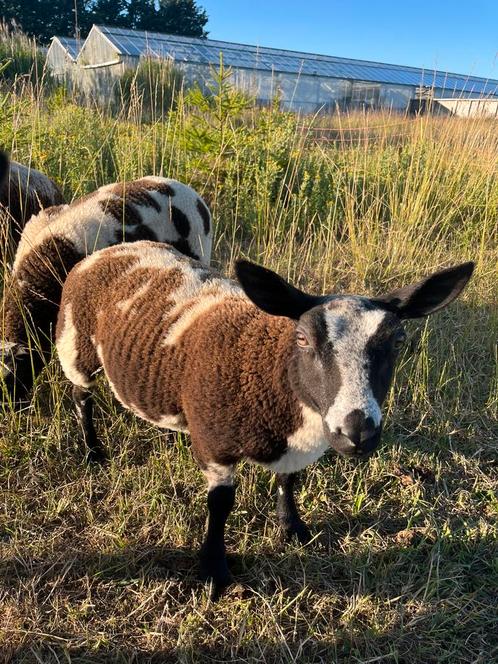 Bont ooi lam, Dieren en Toebehoren, Schapen, Geiten en Varkens, Schaap, Vrouwelijk