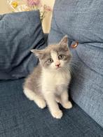 British Shorthair 4 Monaten, Dieren en Toebehoren, Poes, Met stamboom, 0 tot 2 jaar