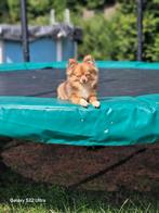 Chihuahua Reu, Dieren en Toebehoren, Honden | Chihuahua's en Gezelschapshonden, België, Particulier, Rabiës (hondsdolheid), Reu