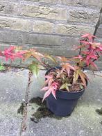 Acer. Japanse Esdoorn (bonsai), Vaste plant, Bloeit niet, Halfschaduw, Ophalen