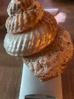 Megastraea Undosa kegel vormige schelp, Verzamelen, Mineralen en Fossielen, Ophalen of Verzenden, Schelp(en)