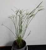 Parapluplant, Ophalen, Overige soorten, Halfschaduw, Minder dan 100 cm