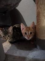 Halve bengaalse kittens, Dieren en Toebehoren, Katten en Kittens | Raskatten | Korthaar, Meerdere dieren, Ontwormd, 0 tot 2 jaar