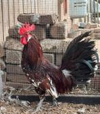 Grote Friese roodbonte kippen, Dieren en Toebehoren, Pluimvee, Meerdere dieren, Kip