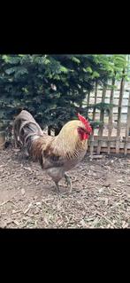 groenleggerhaan, Dieren en Toebehoren, Pluimvee, Kip