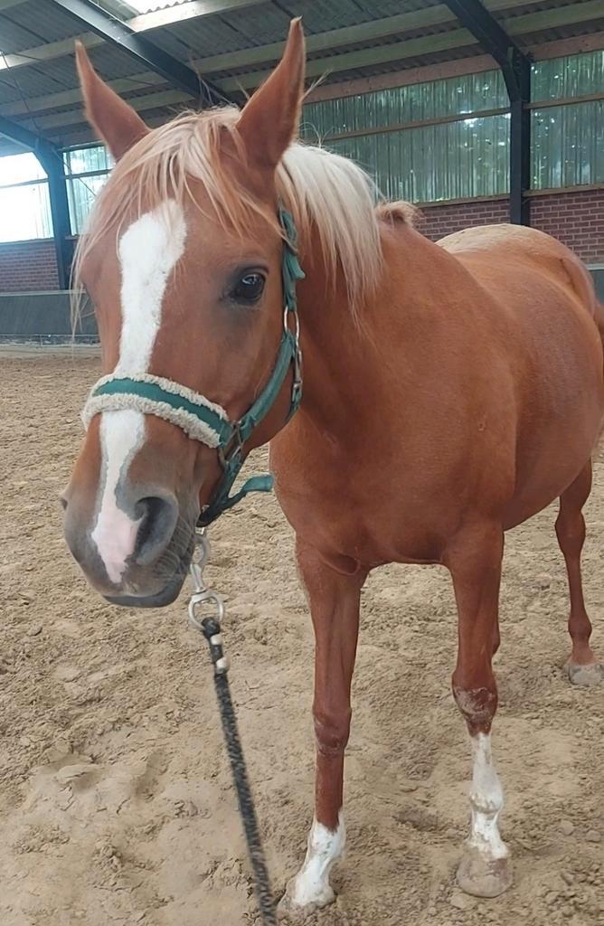 Fantastische buitenritten pony, Dieren en Toebehoren, Pony's, Merrie, B, E pony (1.48m - 1.57m), Recreatiepony, 11 jaar of ouder