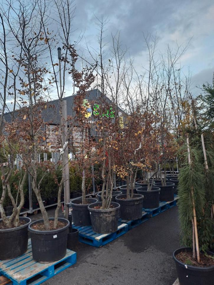 Carpinus boom 5 meter - Van der Spek Zevenhuizen, Tuin en Terras, Planten | Bomen, Overige soorten, Volle zon, Ophalen