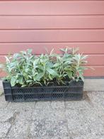 Anaphalis triplinervis/ Siberische edelweiss, Ophalen, Zomer, Volle zon