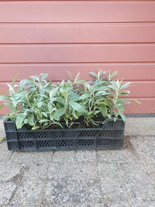 Anaphalis triplinervis/ Siberische edelweiss, Tuin en Terras, Planten | Tuinplanten, Volle zon, Zomer, Ophalen