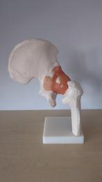 Life-Size Anatomisch model heupgewricht, Antiek en Kunst, Ophalen of Verzenden