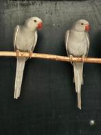 Halsbandparkiet | Grijs butterkop man x Grijs cinnemon pop