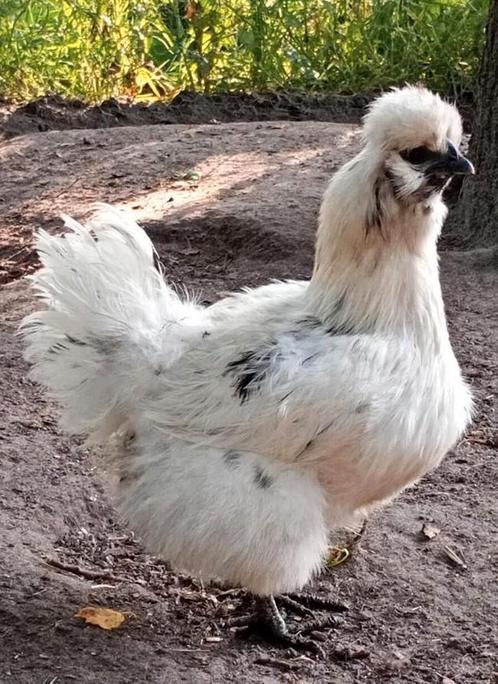 Zijdehoen koppel, Dieren en Toebehoren, Pluimvee, Kip, Meerdere dieren