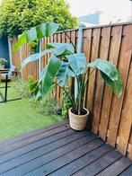 Kamerplant Strelitzia, Huis en Inrichting, Kamerplanten, Ophalen of Verzenden, Overige soorten, 150 tot 200 cm