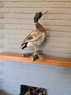 Opgezette eend op tak, Ophalen of Verzenden, Gebruikt, Vogel, Opgezet dier
