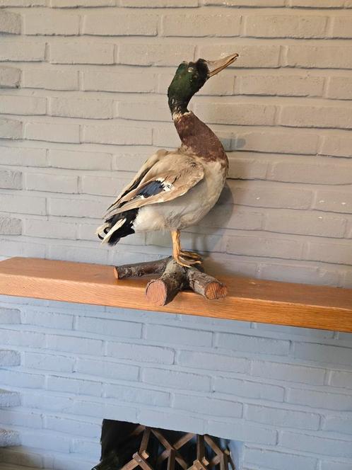 Opgezette eend op tak, Verzamelen, Dierenverzamelingen, Gebruikt, Opgezet dier, Vogel, Ophalen of Verzenden