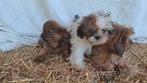 Boomer pups, Dieren en Toebehoren, Overige rassen, 8 tot 15 weken, Meerdere, Meerdere dieren