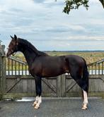 Hele knappe 2,5 jarige hengst te koop!, Dieren en Toebehoren, Paarden, Minder dan 160 cm, Dressuurpaard, 0 tot 2 jaar, Hengst