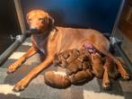 Nog 2 pups over uit een prachtig nest Rhodesian Ridgeback, Dieren en Toebehoren, Overige rassen, 8 tot 15 weken, Parvo, Meerdere