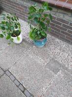 kamerplanten 2 groene grote pannenkoekenplant in pot, Ophalen, Overige soorten, Halfschaduw, In pot