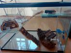 Terrarium voor hamster 40x40x60 cm, Ophalen, Kooi, Hamster, Minder dan 60 cm
