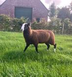 Ram zwartbles, Dieren en Toebehoren, Schapen, Geiten en Varkens, Mannelijk, Schaap