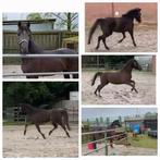 Knappe  nrps  merrie, Onbeleerd, Merrie, Gechipt, 3 tot 6 jaar