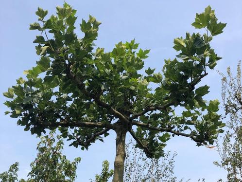 Volwassen bomen, laan-, sierbomen oa dakplataan, leilinde, Tuin en Terras, Planten | Bomen, Ophalen