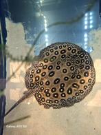 Zoetwater rog, Ophalen