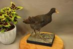 Taxidermie - Opgezette waterhoen, Verzamelen, Ophalen of Verzenden, Gebruikt, Vogel, Opgezet dier
