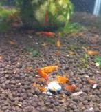 Orange sakura garnalen, Dieren en Toebehoren, Vissen | Aquariumvissen