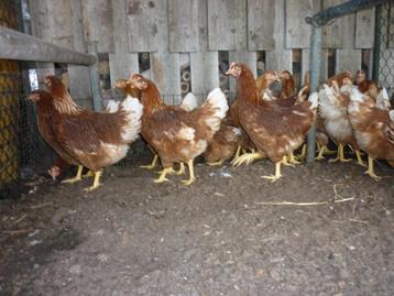 Legkippen beschikbaar voor biedingen