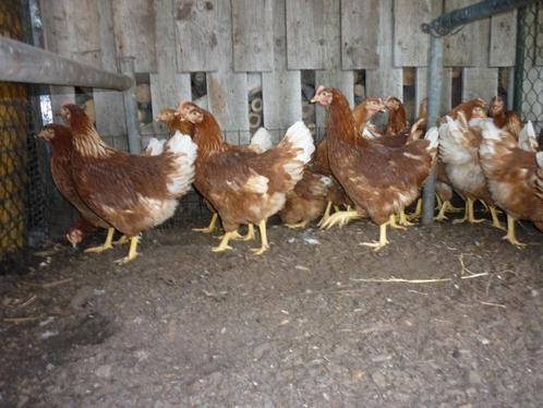 Legkippen, Dieren en Toebehoren, Pluimvee, Kip, Vrouwelijk
