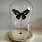 Vlinder in stolp, Huis en Inrichting, Woonaccessoires | Stolpen, Ophalen of Verzenden