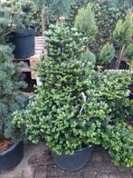 Abies koreana oberon, Ophalen, Volle zon, Overige soorten