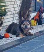 Franse bulldog (GASTENGEZIN)gezonde richtlijn met neusje, Rabiës (hondsdolheid), 1 tot 2 jaar, Teef, Bulldog
