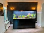 Zoetwater aquarium Aqualantis 2m, Dieren en Toebehoren, Vissen | Aquaria en Toebehoren, Ophalen, Zo goed als nieuw, Gevuld zoetwateraquarium