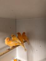 Div zangkanaries, Dieren en Toebehoren, Vogels | Kanaries