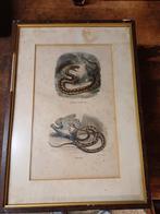 8 oude prenten van slangen en andere dieren in lijst, Antiek en Kunst, Kunst | Etsen en Gravures, Ophalen of Verzenden