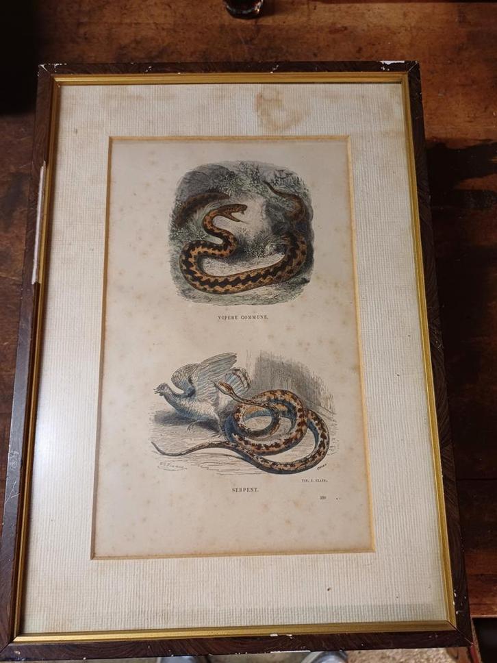 8 oude prenten van slangen en andere dieren in lijst, Antiek en Kunst, Kunst | Etsen en Gravures, Ophalen of Verzenden