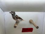 Harlekijn kanarie pop, Dieren en Toebehoren, Vogels | Kanaries, Vrouwelijk, Kleurkanarie